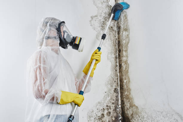 Best Basement Mold Remediation in Fultonde, AL