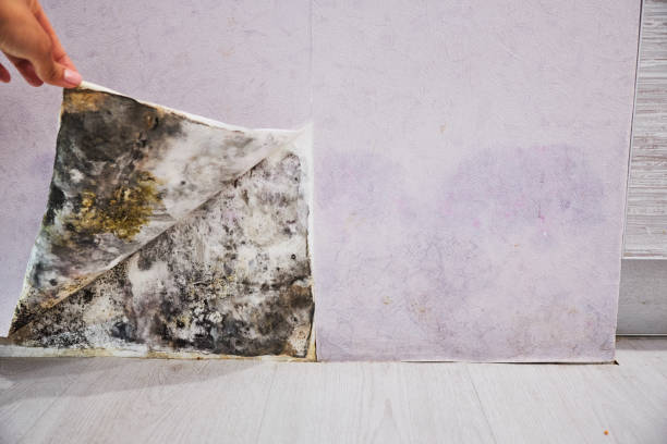 Best Basement Mold Remediation in Fultonde, AL